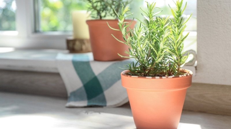 Kỹ thuật giâm cành cây hương thảo trong chậu