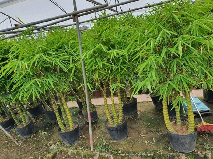 Kỹ thuật trồng và chăm sóc cây trúc Phật Bà giữ dáng đẹp.