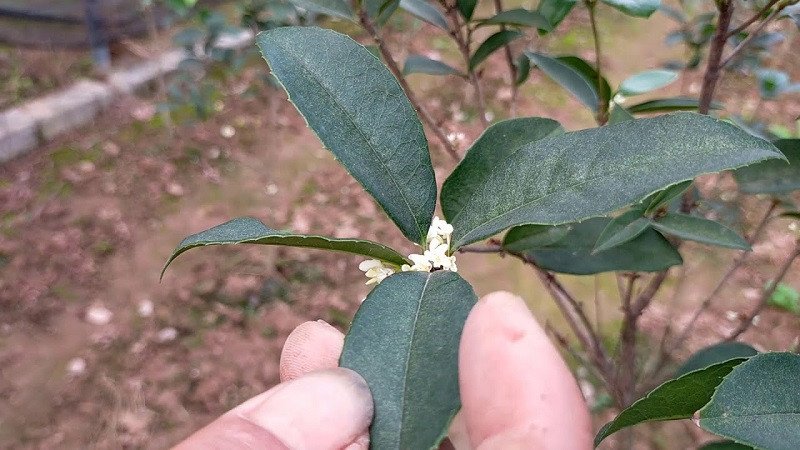 Lá cây mộc hương ta với đặc điểm dày, viền răng cưa rõ nét