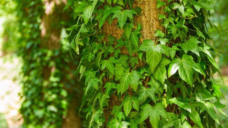 Lá cây thường xuân xanh tươi đẹp mắt