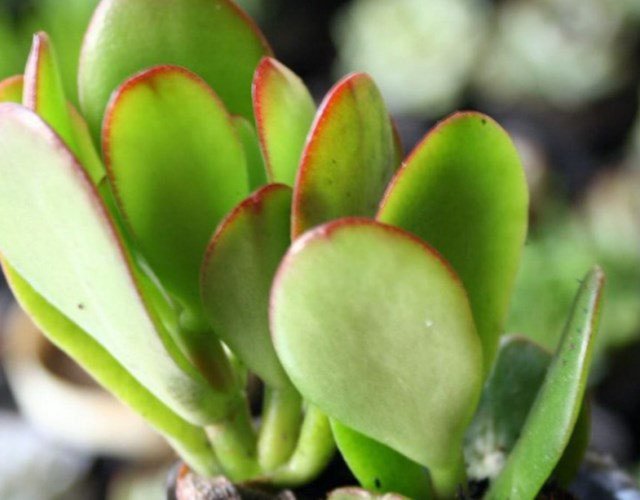 Lá ngọc bích đang phát triển thành cây con hoàn chỉnh, minh họa cách nhân giống