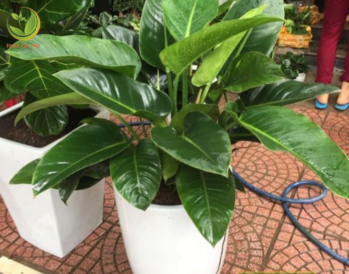 Lá Trầu Bà Đế Vương xanh bản to, xanh thẫm, hình bầu dục