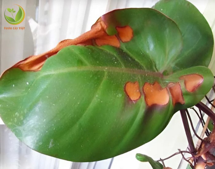 Lá Trầu Bà Đế Vương xanh bị cháy do ánh nắng trực tiếp