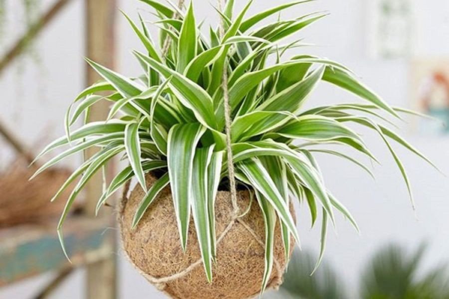 Lan chi được trồng nhiều ngoài ban công.