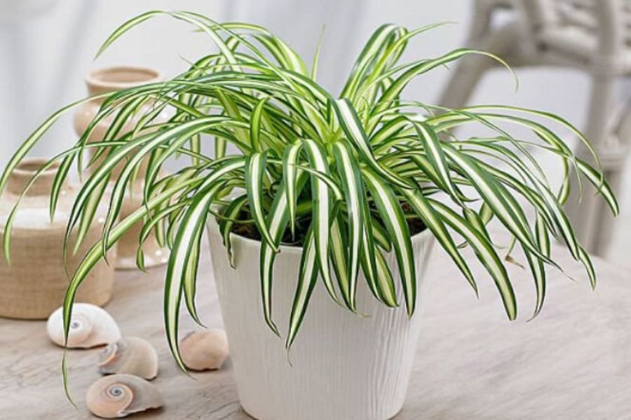 Lan chi thích hợp với người mệnh Kim và mệnh Thuỷ.