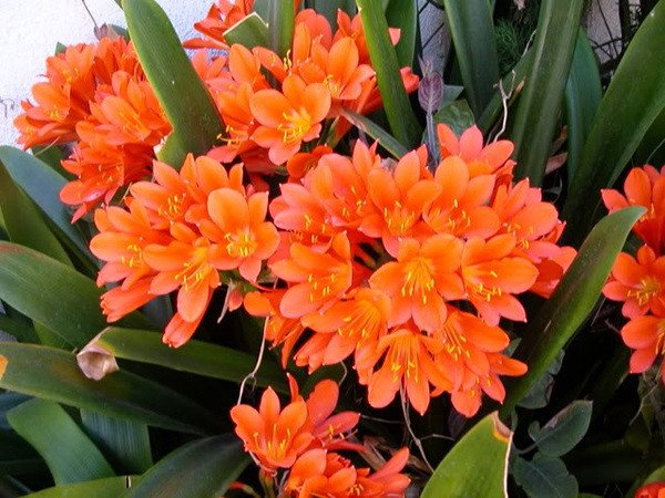 Lan Quân Tử với lá xanh mướt và thân cây thẳng đứng, biểu tượng cho sức sống và phong thái quân tử.