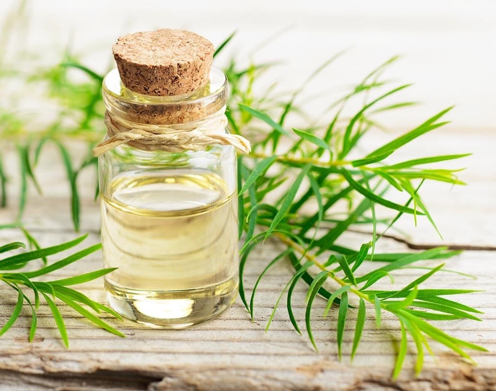 Lọ tinh dầu chiết xuất từ cây Tràm dùng trong y tế và sức khỏe