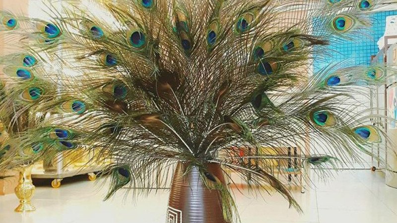 Lông công tượng trưng cho sự thịnh vượng, giúp thăng tiến sự nghiệp và công danh