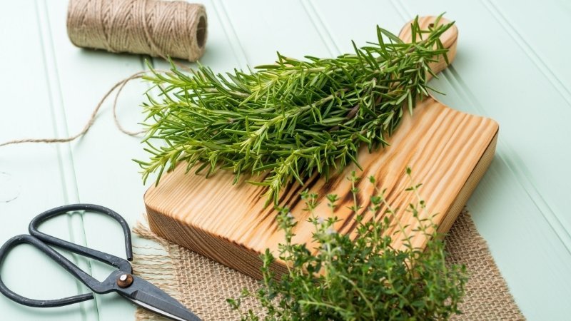 Lựa chọn cành cây hương thảo khỏe mạnh để giâm cành