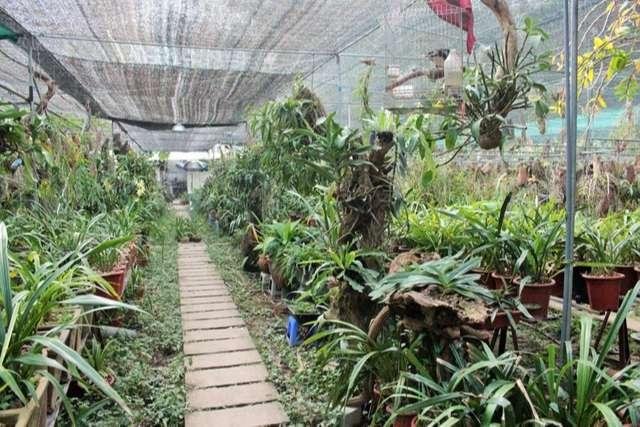 Các loại gỗ khác nhau như gỗ nhãn, gỗ lũa, gỗ sao được lựa chọn để ghép các loại lan rừng