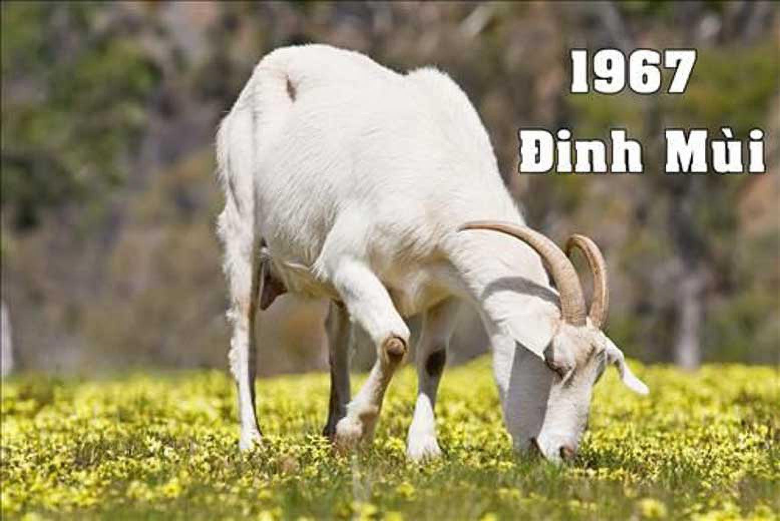 Luận giải mệnh Thiên Hà Thủy cho tuổi Đinh Mùi 1967