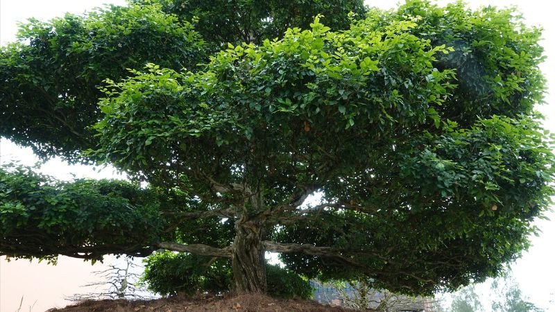 Lưu ý quan trọng khi đặt hoa nguyệt quế phong thủy trong không gian sống