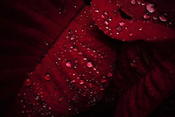 Ma Kết với màu đỏ đậm tượng trưng cho sự kiên cường và tham vọng