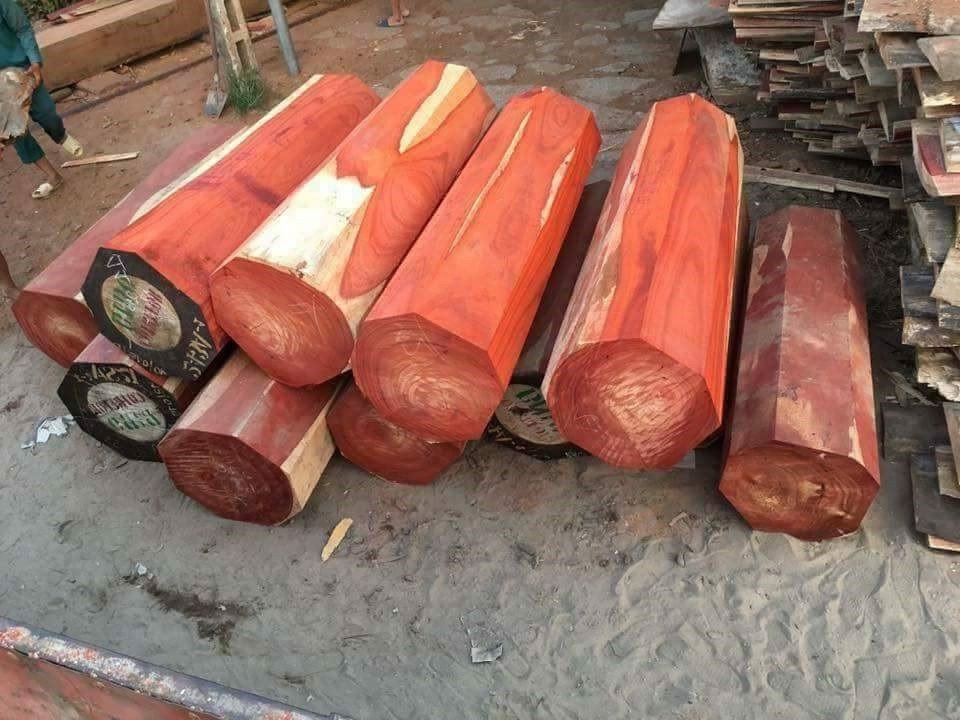 Mặt cắt gỗ hương huyết có màu đỏ tươi như máu
