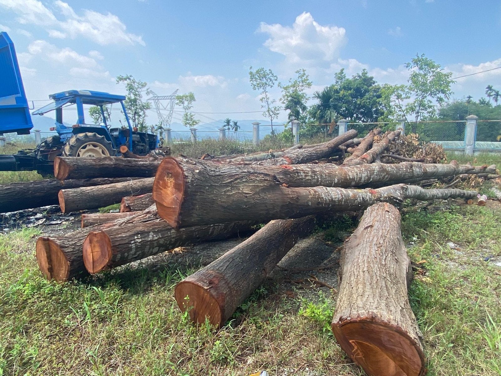 Mặt cắt thân gỗ sao xanh là gỗ gì cho thấy rõ vân gỗ thẳng và màu sắc tự nhiên đặc trưng