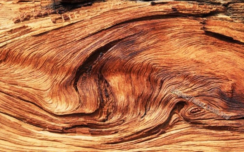 Mặt cắt ngang thân cây gỗ Xoay thể hiện rõ màu nâu đỏ sẫm của lõi gỗ và vân gỗ mịn đặc trưng