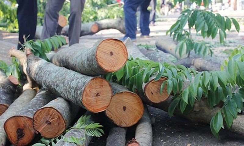 Mẫu gỗ Sưa trắng với màu sắc nhạt hơn so với Sưa đỏ