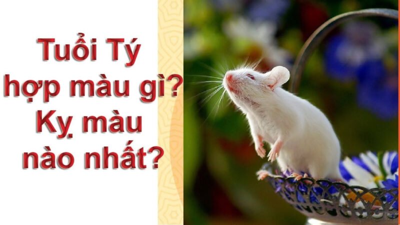 Màu sắc cũng là một trong những yếu tố phong thủy góp phần mang đến những điều may mắn cho những người tuổi Tý.