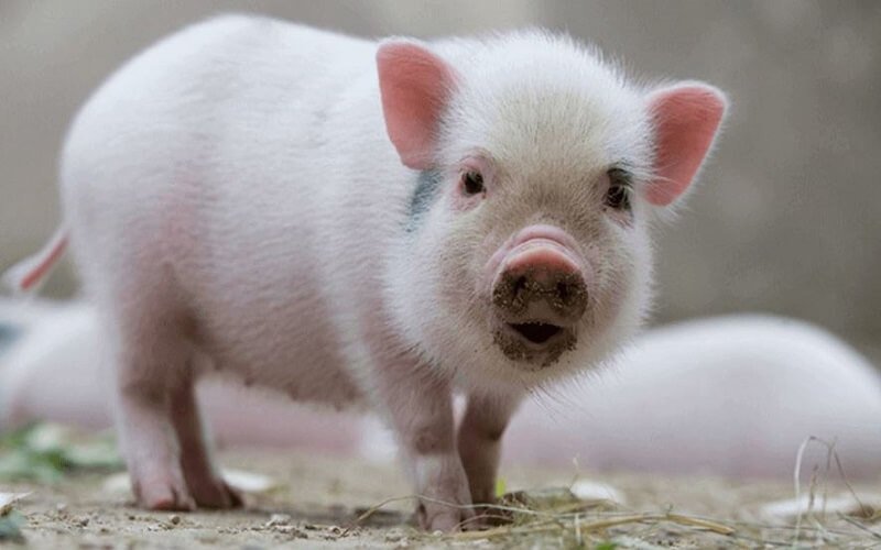 Màu sắc hợp mệnh cho người sinh năm 2007 mang mệnh gì Thổ