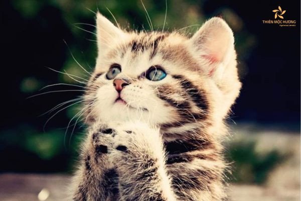 Màu sắc tương sinh tương khắc với nam Quý Mão 1963