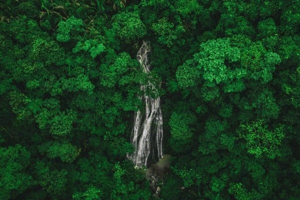 Màu xanh rừng của Kim Ngưu biểu thị sự ổn định và tình yêu thiên nhiên
