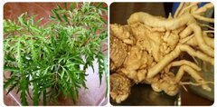 Một cây đinh lăng lớn xanh tốt được chăm sóc kỹ lưỡng