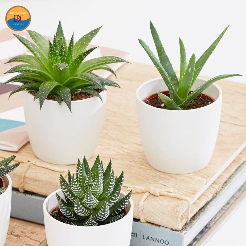 Một cây nha đam đang nở hoa, biểu tượng của sự may mắn và tài lộc