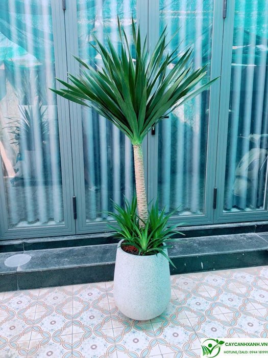 Một chậu cây phát tài núi trưng bày để bán