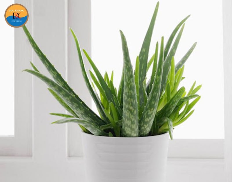 Một chậu nha đam được đặt trên bàn làm việc, gợi ý khả năng hút tia điện tử