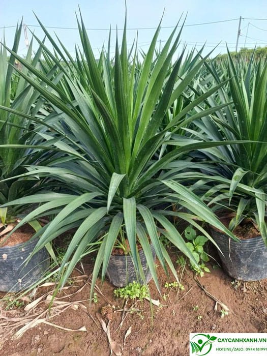 Một ngọn cây phát tài núi đang phát triển