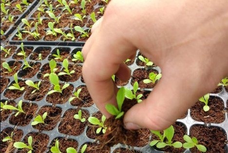 Mùn cưa được sử dụng làm vật liệu lót chuồng hiệu quả trong chăn nuôi.