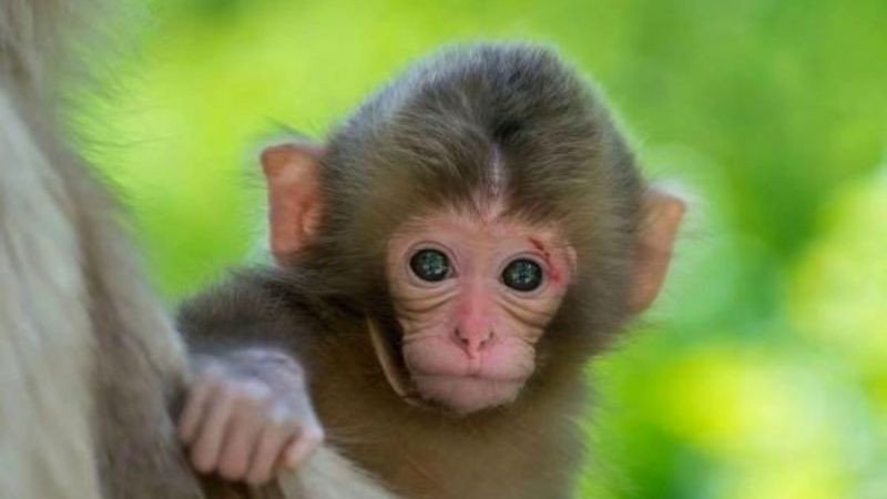 Nam 1992 chọn màu sắc tương sinh như vàng đất và trắng để thu hút may mắn