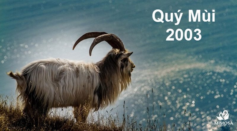 nam 2003 hợp với tuổi nào