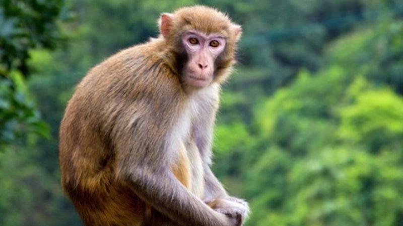 Nam 2028 là năm con giáp Khỉ Mậu Thân, biểu tượng của sự thông minh và nhanh nhẹn