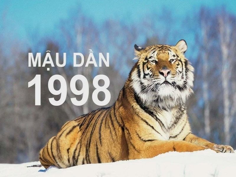 Nam mạng Mậu Dần 1998 mệnh Thành Đầu Thổ, biểu tượng con hổ vững chãi