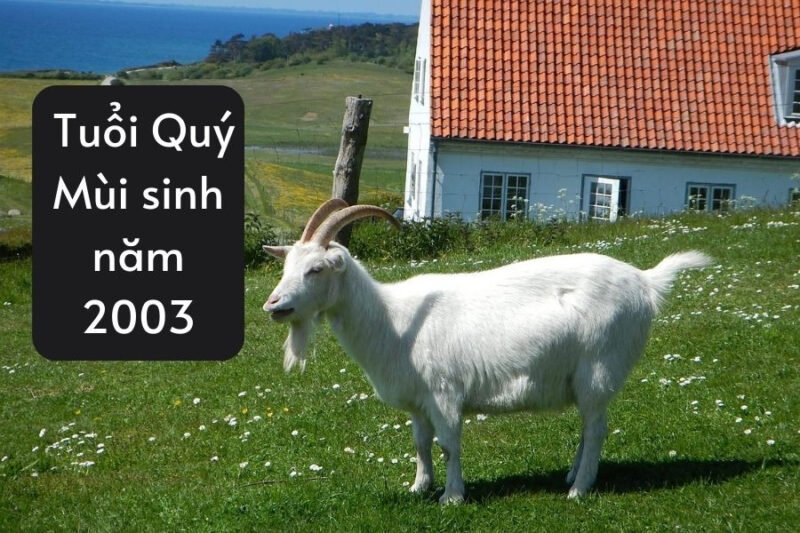 Nam sinh năm 2003 mệnh gì và tuổi Quý Mùi