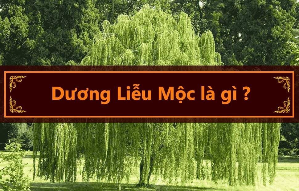 Người mệnh Dương Liễu Mộc có bản tính mềm dẻo, ôn hòa