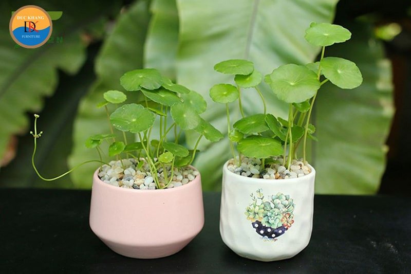 Người mệnh Mộc và mệnh Hỏa hợp với cây Cỏ Đồng Tiền