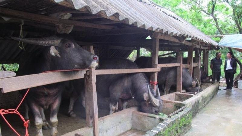 Người nông dân thành tâm thực hiện nghi lễ cúng chuồng trại, đọc văn khấn cúng ông chuồng bà chuồng để cầu bình an và sự phát triển cho đàn gia súc