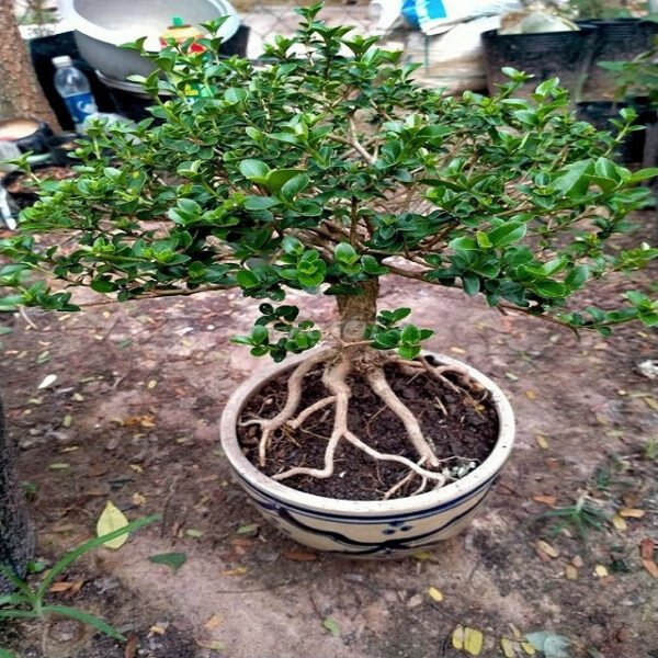 Người phụ nữ tưới cây sam hương bonsai