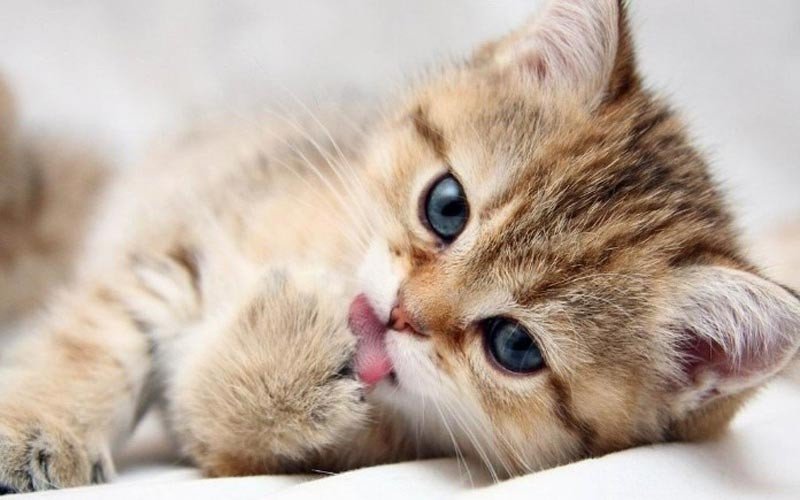 Người phụ nữ tuổi Đinh Mão mệnh gì đang suy tư về vận mệnh và phong thủy