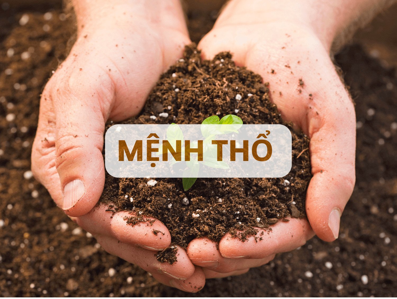 Người sinh năm 1961 Tân Sửu thuộc mệnh Thổ Bích Thượng Thổ