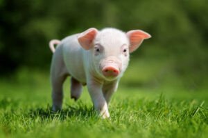 Người sinh năm 1983 cầm tinh con Hợi, tìm hiểu quý hợi là mệnh gì