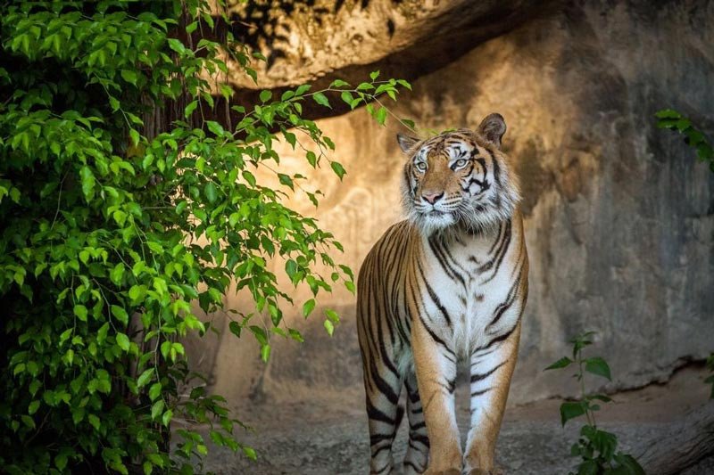 Người sinh năm 1986 tuổi Bính Dần