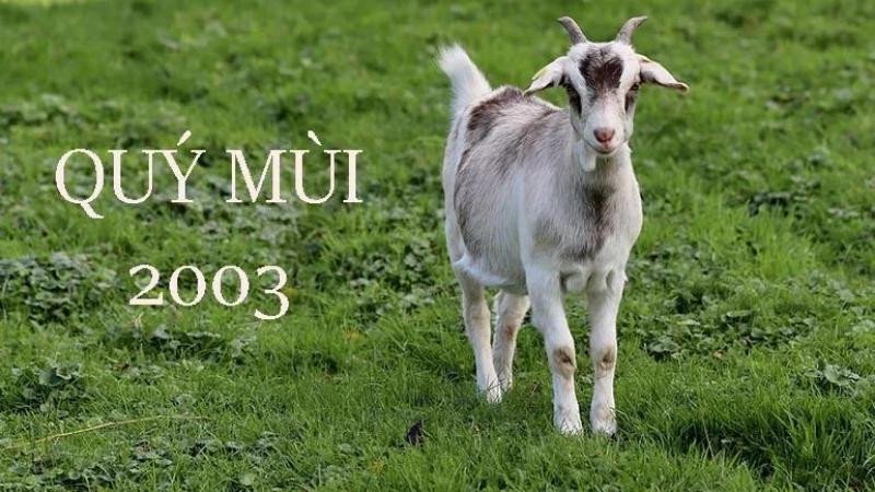 Người sinh năm 2003 Quý Mùi thuộc mệnh Mộc nạp âm Dương Liễu Mộc, mang bản tính hiền hòa