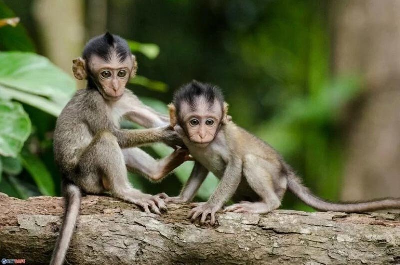 Người tuổi Mậu Thân 2028 đang suy tư, thể hiện tính cách linh hoạt, thông minh