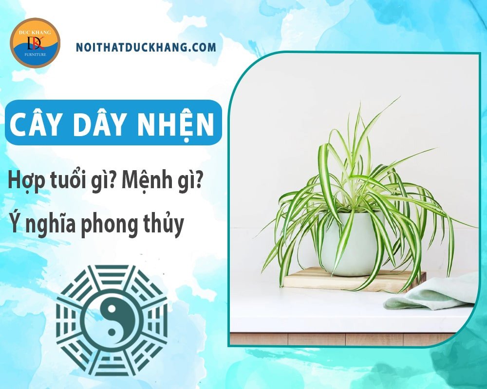 Người tuổi Mùi bên chậu cây dây nhện, mong cầu tài lộc và sự nghiệp phát triển.