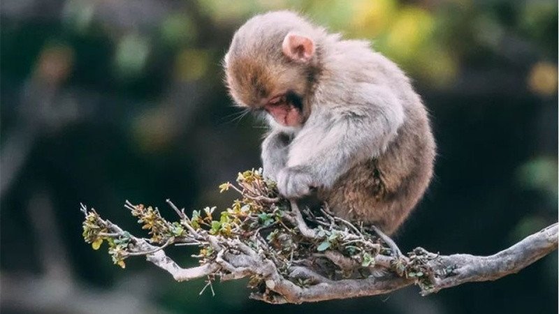Người tuổi Thân với trí tuệ sắc bén