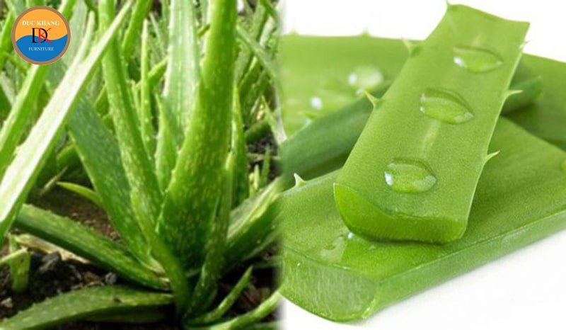 Nha đam được đặt trong nhà, thể hiện ý nghĩa phong thủy tốt lành