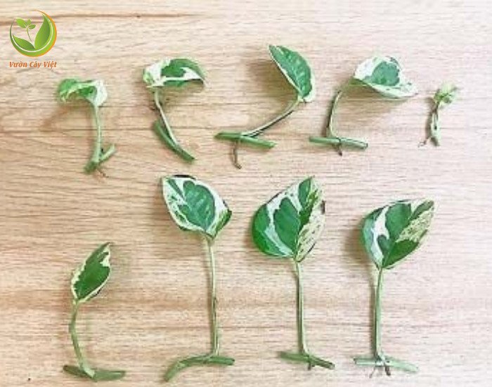 Nhân giống Trầu Bà Cẩm Thạch